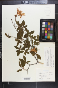 Rhododendron calendulaceum image