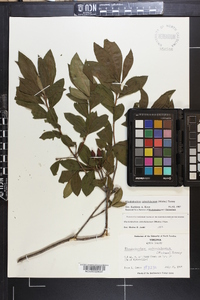 Rhododendron calendulaceum image