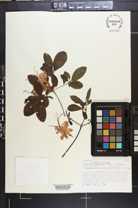 Rhododendron calendulaceum image