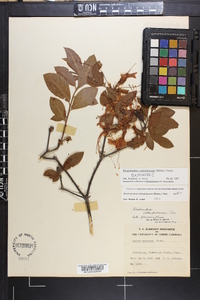 Rhododendron calendulaceum image