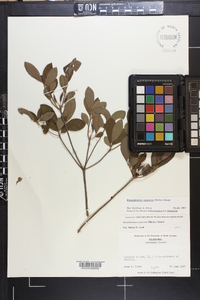 Rhododendron canescens image