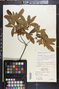 Rhododendron canescens image