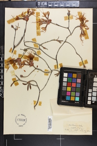 Rhododendron canescens image