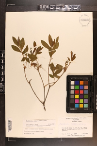 Rhododendron canescens image