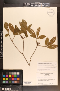 Rhododendron canescens image