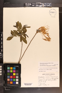 Rhododendron canescens image