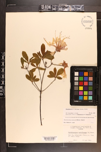 Rhododendron canescens image