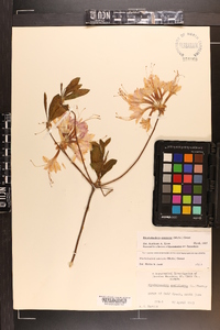 Rhododendron canescens image