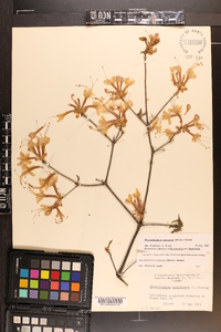 Rhododendron canescens image