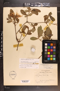 Rhododendron canescens image