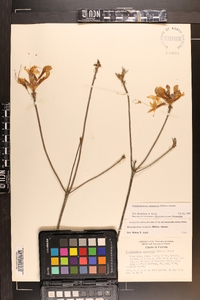 Rhododendron canescens image