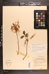 Rhododendron canescens image