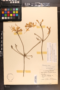 Rhododendron canescens image