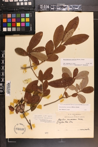 Rhododendron canescens image