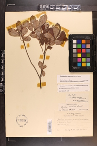 Rhododendron canescens image