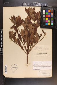 Rhododendron canescens image