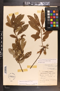 Rhododendron canescens image