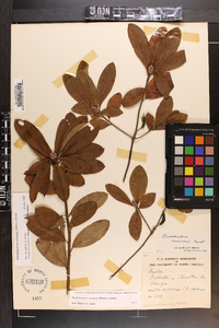 Rhododendron canescens image