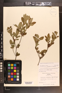 Rhododendron canescens image