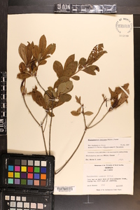 Rhododendron canescens image