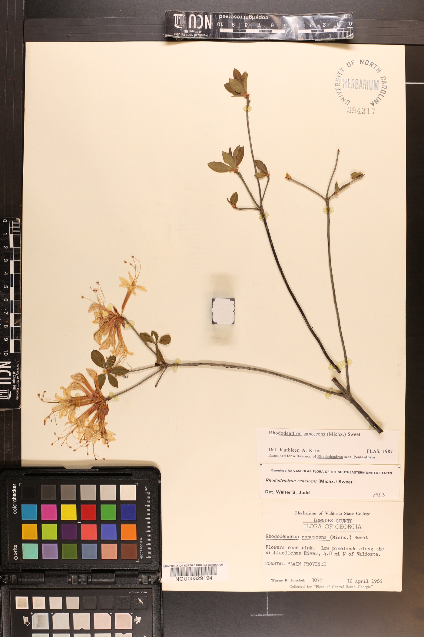 Rhododendron canescens image