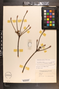 Rhododendron canescens image