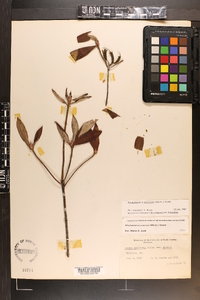 Rhododendron canescens image