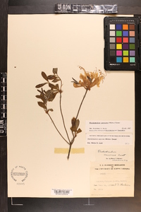 Rhododendron canescens image