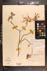 Rhododendron canescens image