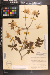 Rhododendron canescens image