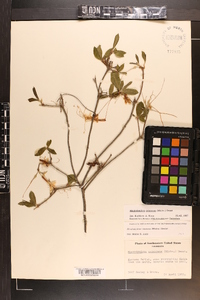 Rhododendron canescens image