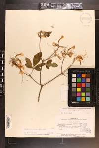 Rhododendron canescens image