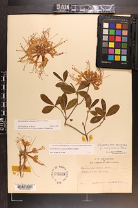 Rhododendron canescens image