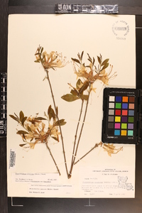 Rhododendron canescens image