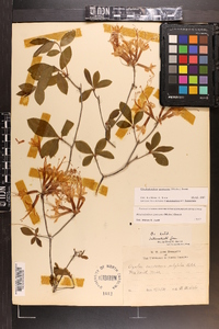 Rhododendron canescens image