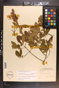 Rhododendron canescens image