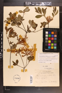 Rhododendron canescens image