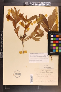 Rhododendron canescens image