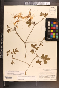 Rhododendron canescens image