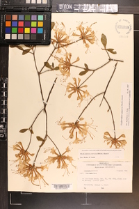 Rhododendron canescens image