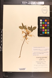 Rhododendron canescens image