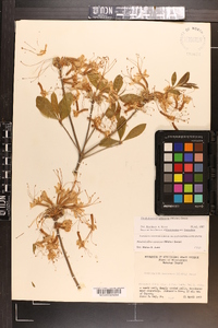 Rhododendron canescens image