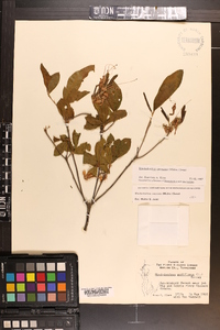 Rhododendron canescens image