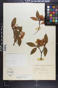 Rhododendron smokianum image