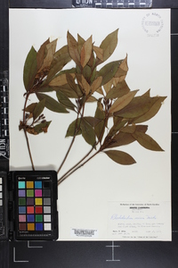 Rhododendron carolinianum image