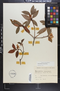 Rhododendron smokianum image