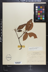 Rhododendron carolinianum image