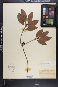 Rhododendron carolinianum image