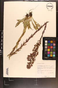 Trilisa paniculata image