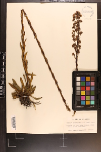 Trilisa paniculata image